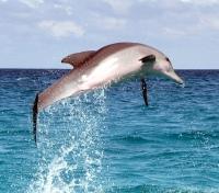 Playing Dolphins